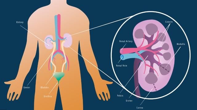 6个身体信号提醒男人：你的肾，实在太虚了！这可咋整？