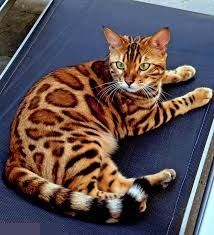 有着蓝宝石眼睛的孟加拉国猫