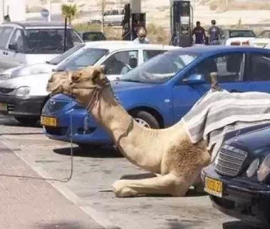 实拍迪拜土豪们的宠物，骆驼都有自己的车位，有钱人地位的象征!