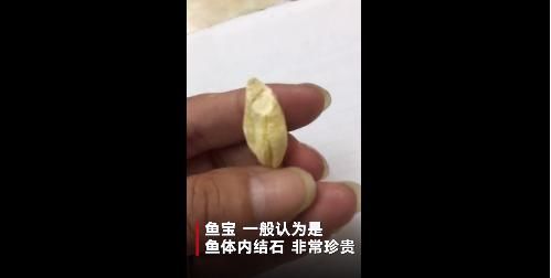 鱼宝?市民煮鱼掉出稀罕物有人开价百万:自己都
