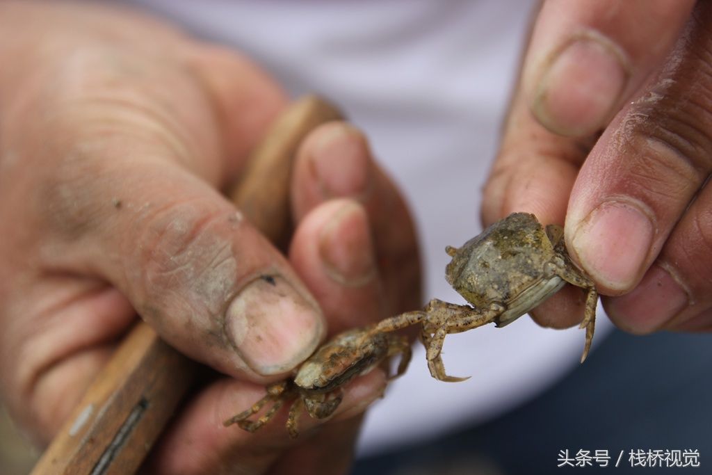 青岛胶州湾小螃蟹泛滥，赶海能抓好几百只回家油炸下酒爽歪歪