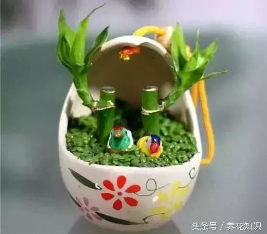 栀子花、富贵竹，为什么你养着养着就黄了