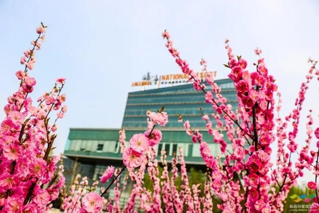 春满中国 醉西安｜春游好去处：在临潼度假区芷阳广场听见花开的