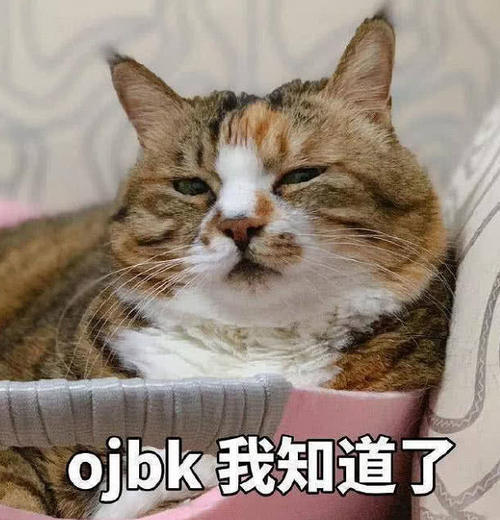 超萌猫咪表情:开始了,生气哄吧表情电话包可爱挂图片
