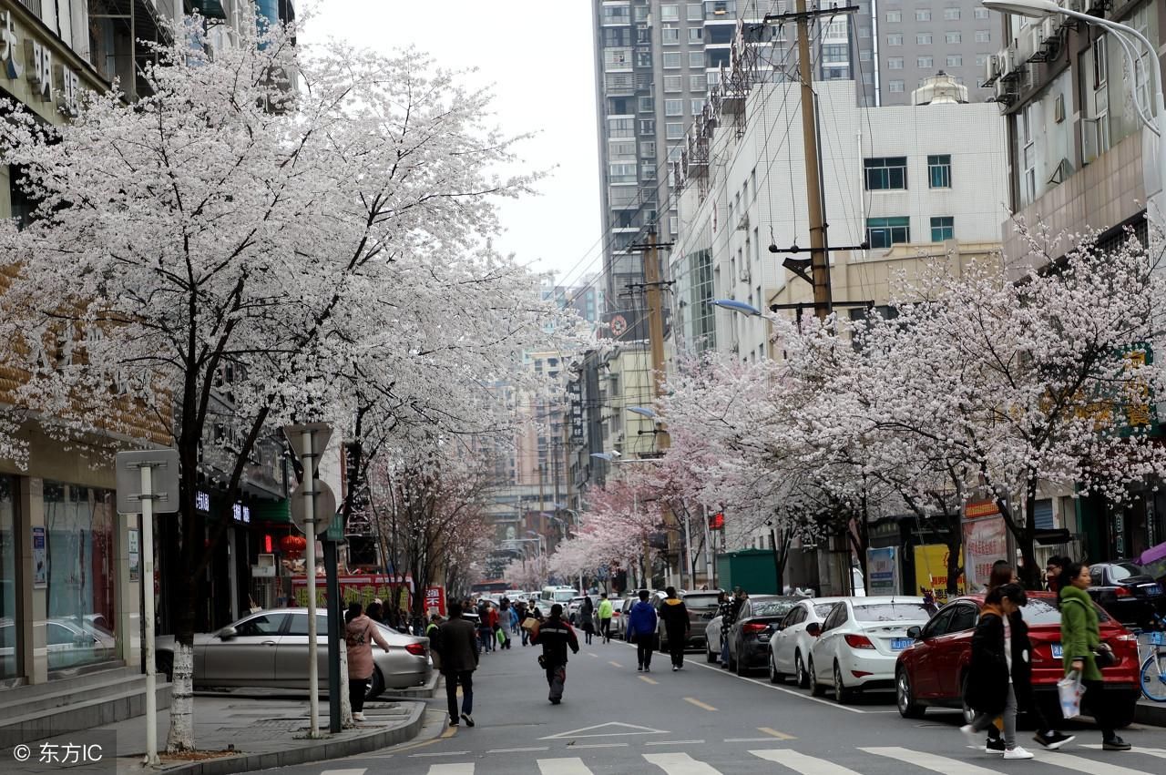 湖南：常德闹市一条街，早春三月赏樱花，流连忘返“樱花一条街”