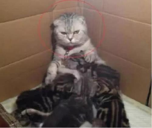 咪意外喂奶生下一堆猫崽,竟无一只像它,怀孕时我发情4表包图片