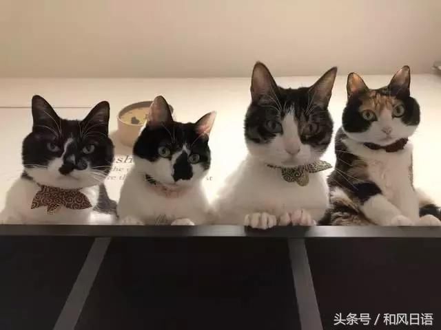 日本网友没按时给主子喂猫粮,结果会是什么下