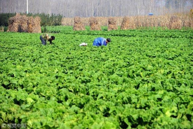 这道中国特色菜被列为致癌物，很多人过年都在吃