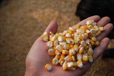 “坏消息”接二连三,2018年你还想种玉米吗?