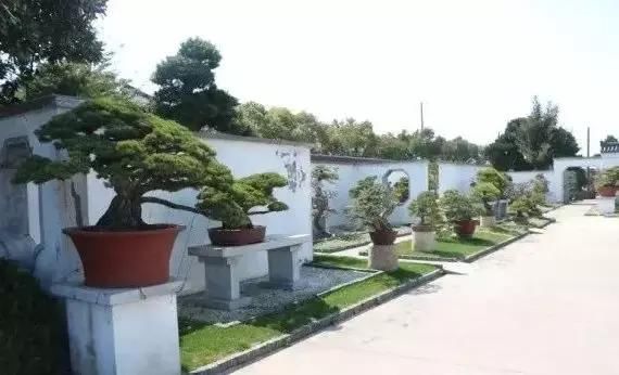 苍枝傲骨匠人心盛影蛟老师谈盆景艺术