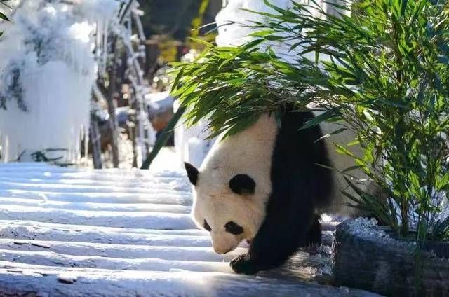 【济南旅游简报】2019年元旦假日旅游工作总结