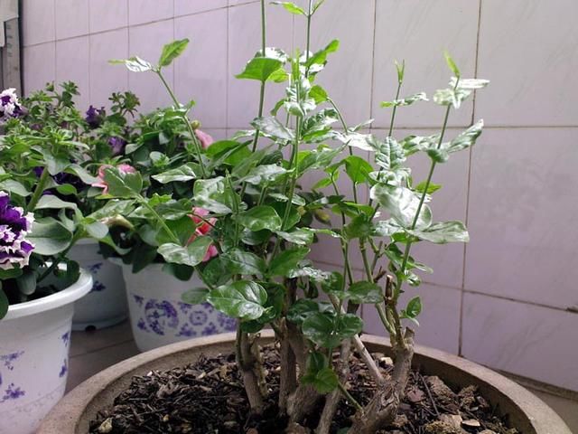 茉莉花要舍得修剪，这样才能株型好花开多，附上图文修剪生长过程