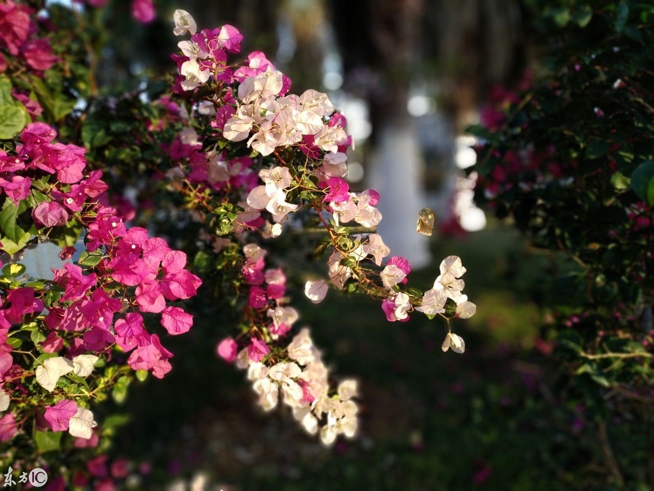 千帆过尽皆不是,唯有三花俘我心