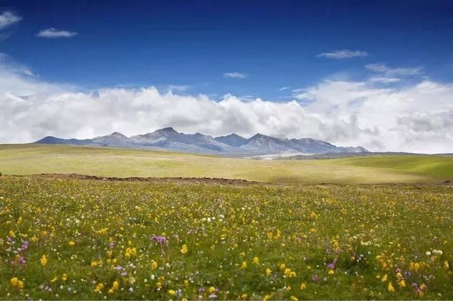 川西草原即将迎来最美季节，G318线的十里杜鹃长廊霸屏贡嘎之春！