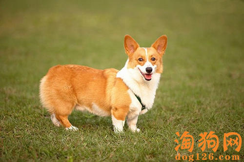 初次养柯基犬要注意哪些?初次养柯基犬到的注意事项