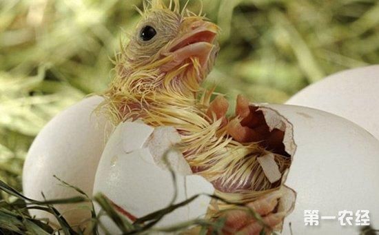 小鸡出壳后什么时间段饮水最好?