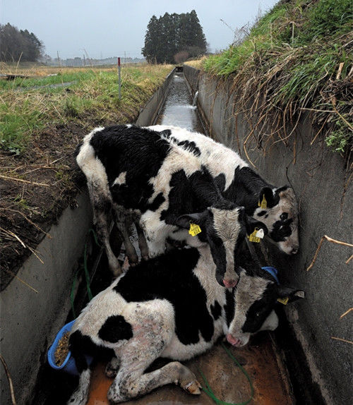 几张在日本的实拍,告诉你核辐射对生物的影响