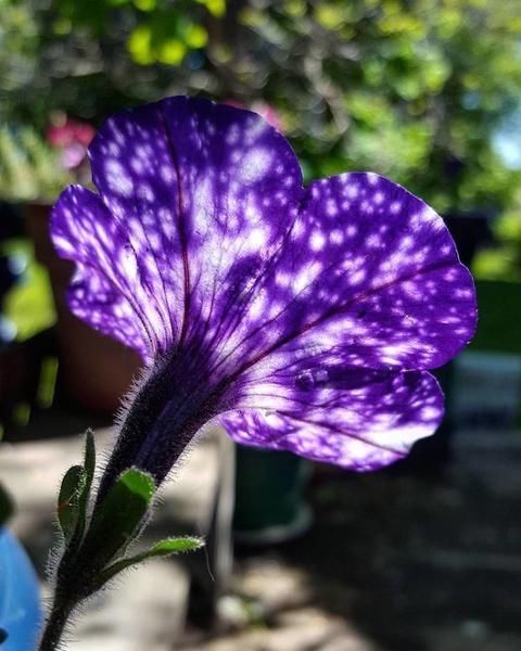 这种神奇的花朵承载了整个宇宙,告别望远镜看宇宙星河