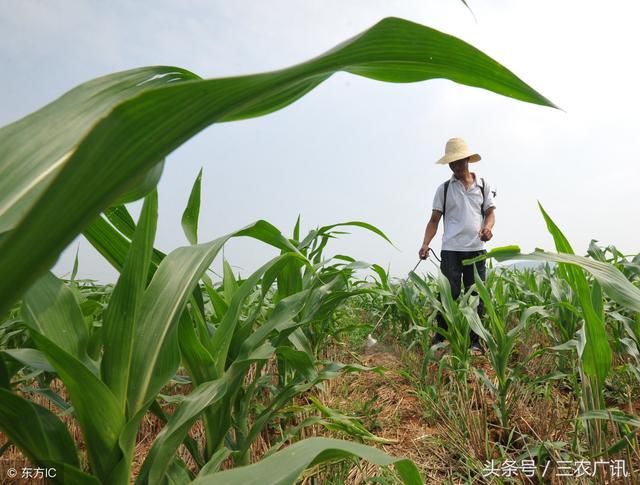 农技问答：玉米封闭药没封住，如何施第二遍药？