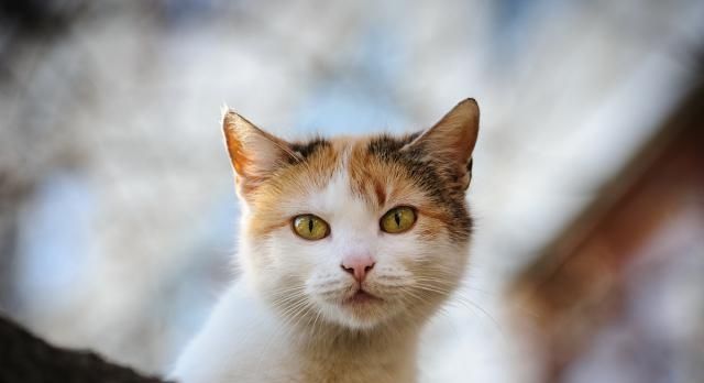 如果猫咪愿意让你碰这4个“东西”,说明它是完全信任你了 澳门MG视讯娱乐平台