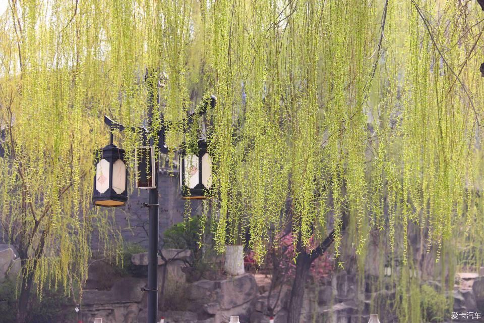 《春之彩》文瀛公园遛个弯!