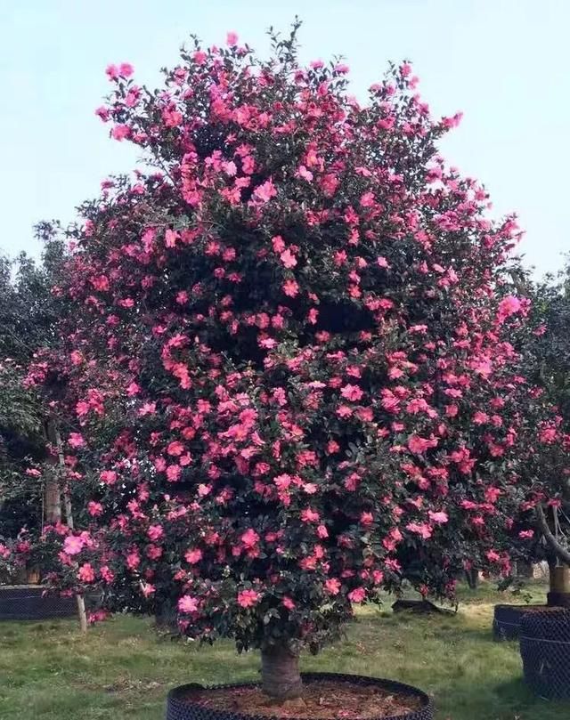 有钱任性！土豪们最爱选的庭院树，你选对了吗？