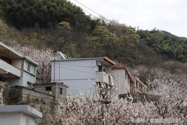 宁波四明山上这个神秘村庄，被樱桃花包围，如同世外桃源