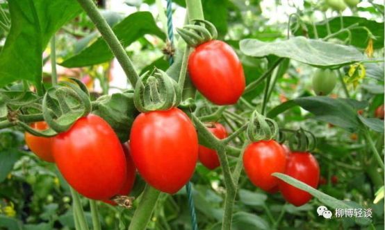 圣女果\/小西红柿是转基因的吗?