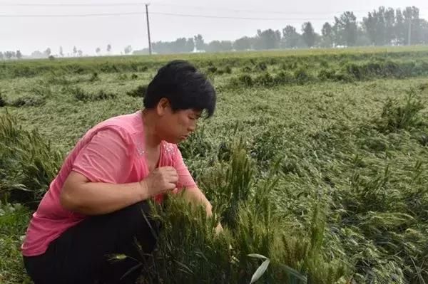 小麦主产区河南山东多地出现倒伏 周末还有暴雨天气!