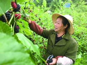 开阳县:生产企业直通种植基地 小桑葚长出大产
