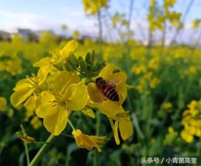 云南最美最全油菜花大全，颜值爆爆爆爆爆了！