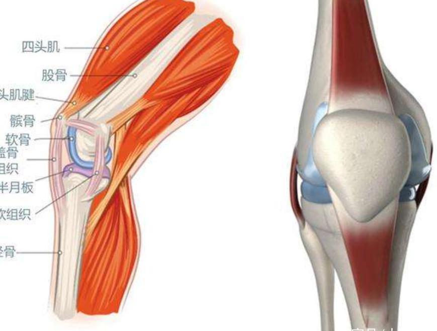 膝盖疼痛是什么原因,为什么总是膝盖疼痛呢,深