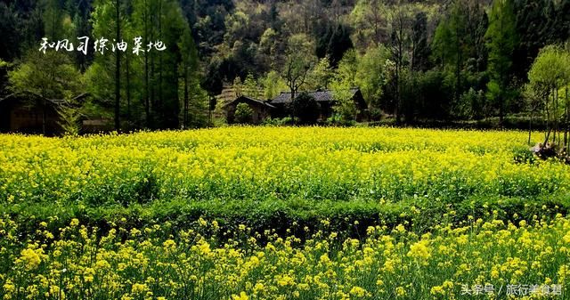 汉中宁强阳平关的油菜花已经悄然开放，金黄的油菜花就是这么任性