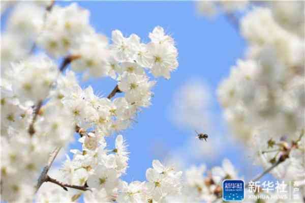 花开满园深浅色 春意正浓时