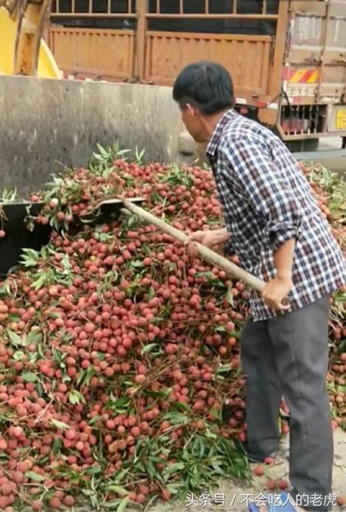 广东多地荔枝丰收,老板收购嫌赔钱当垃圾处理
