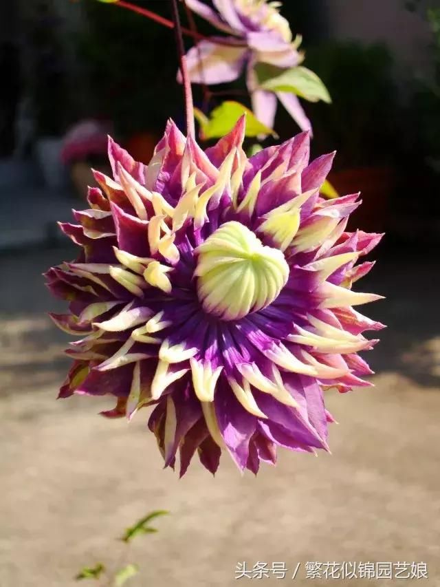 谁说阳台不能种铁线莲?细说大河这种花的美