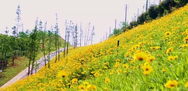 5月,山南景观长廊,一处不容错过的金鸡菊花海!