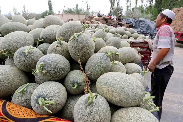 新疆哈密瓜在南方要卖6块一斤,当地果农只卖两