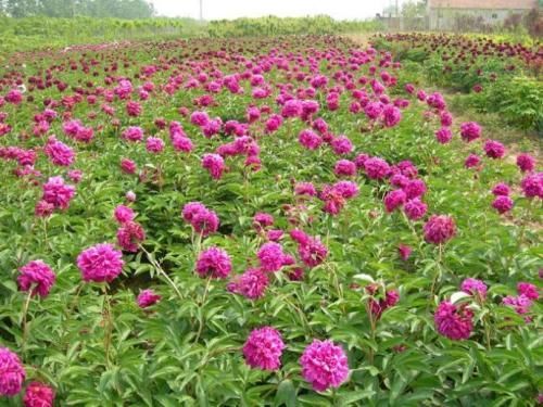 在天津,你家门口哪有花海?骑着单车出发吧!