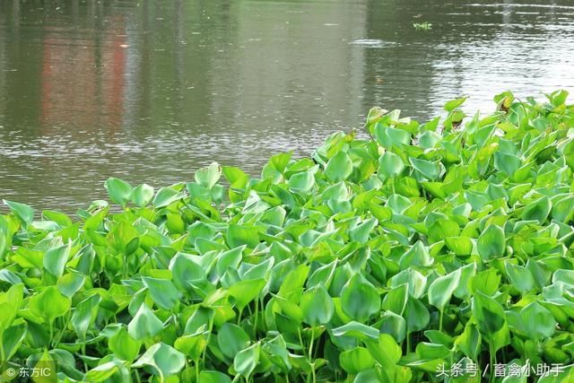 水葫芦草危害大，养鹅除害又增效，一举两得