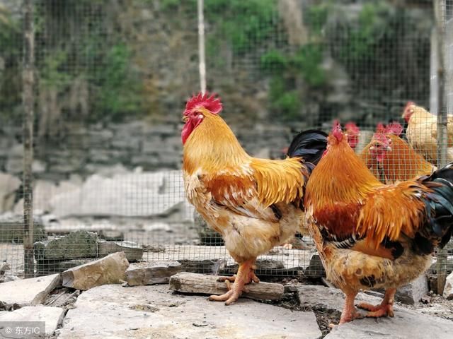 养殖户到底怎么做才能养土鸡赚钱?