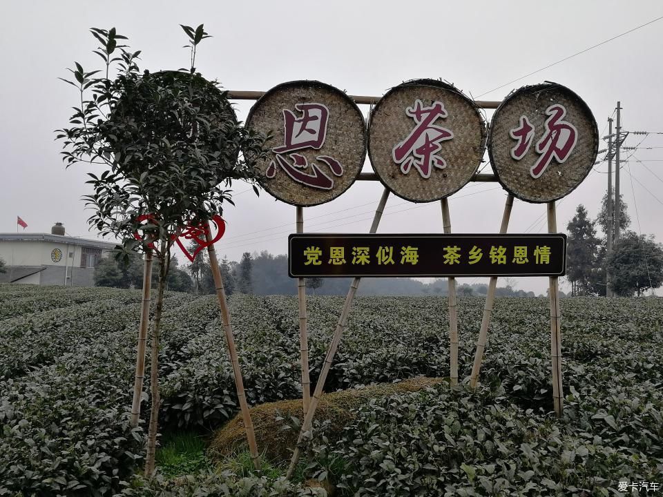 参观牛碾坪万亩观光茶