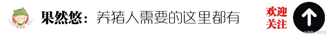 农村养猪人年初一也要干活！苦、累、脏还亏钱的的委屈跟谁说？