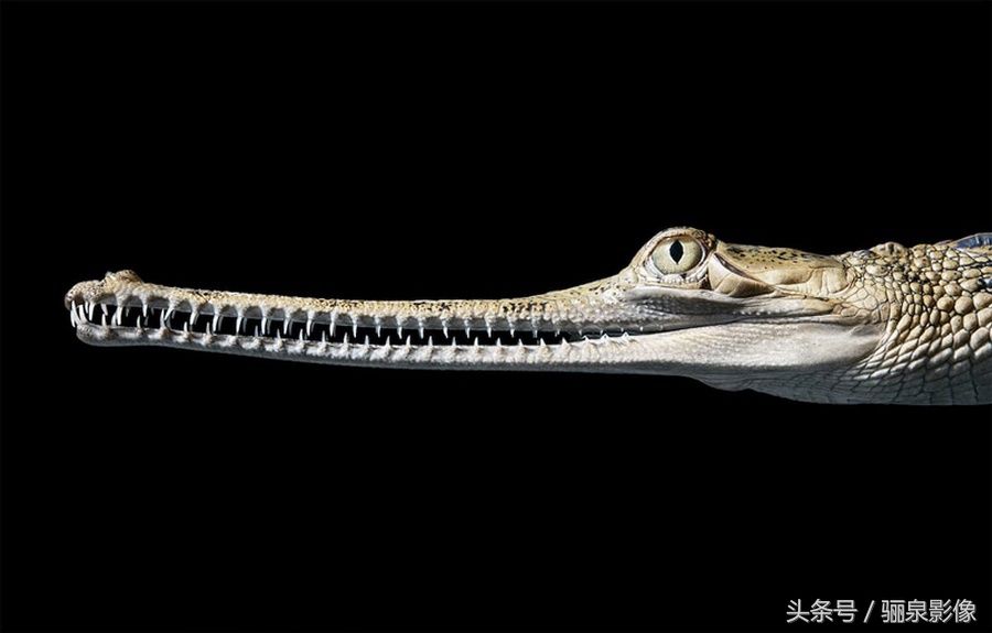 Tim Flach:唤起怜悯之心 充满人性的动物肖像