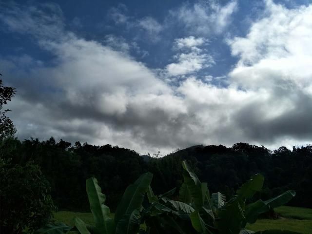 新六大茶山普洱茶山中的新贵