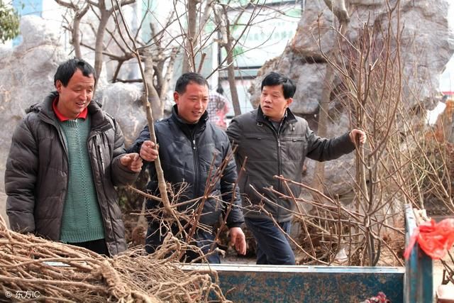 种果树为何有“一年选错苗，三年白流汗”的说法，怎样正确的选苗