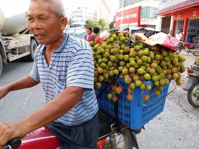 荔枝收购价一跌再跌！消费者表示荔枝还是10元每斤！