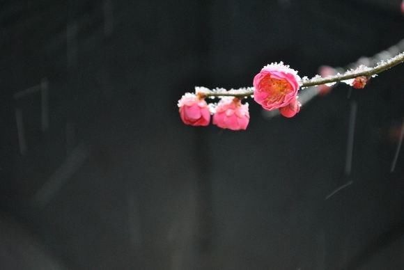 春季赏花地图2018上海周边赏花地大盘点，一起来观赏最美的鲜花盛