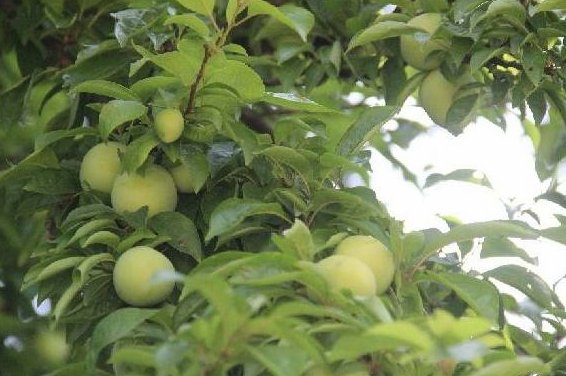 李子和鸡肉是天生的敌人,不能一起吃,现在知道