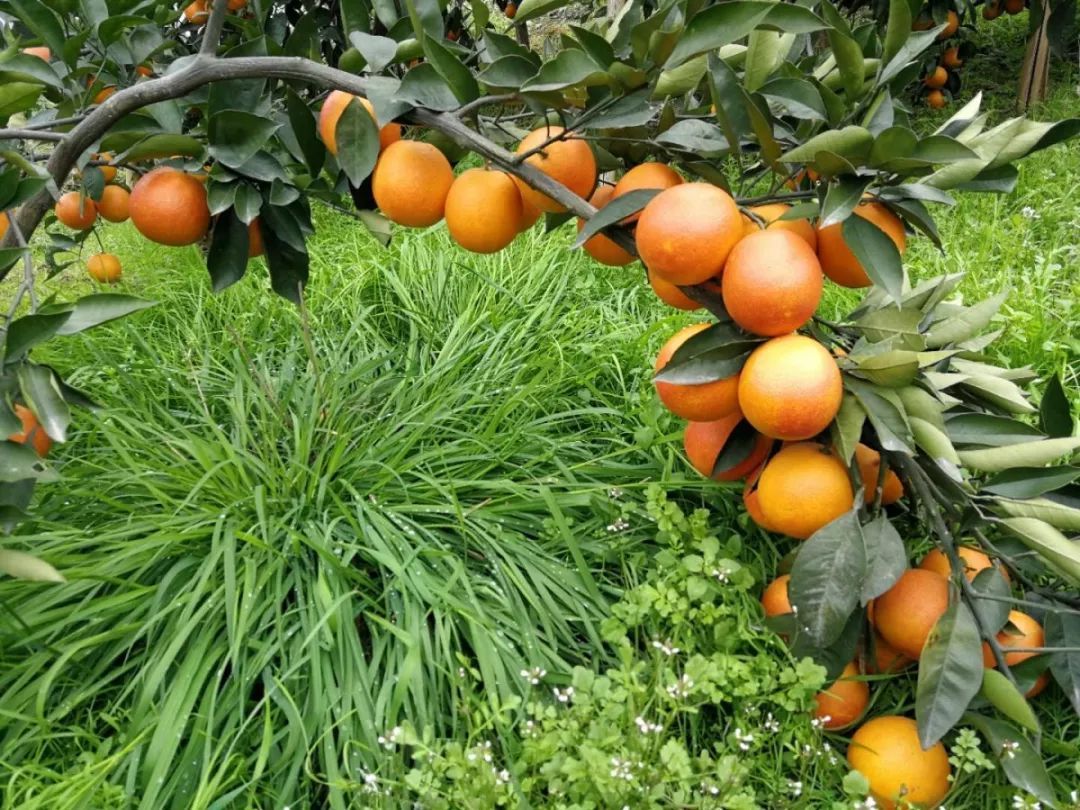 急哭 !资中血橙低价难卖,183名贫困户急盼销路